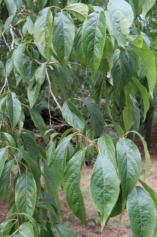 כיצד תמצית Eucommia מגנה על מפרקי החתולים והכלבים?
